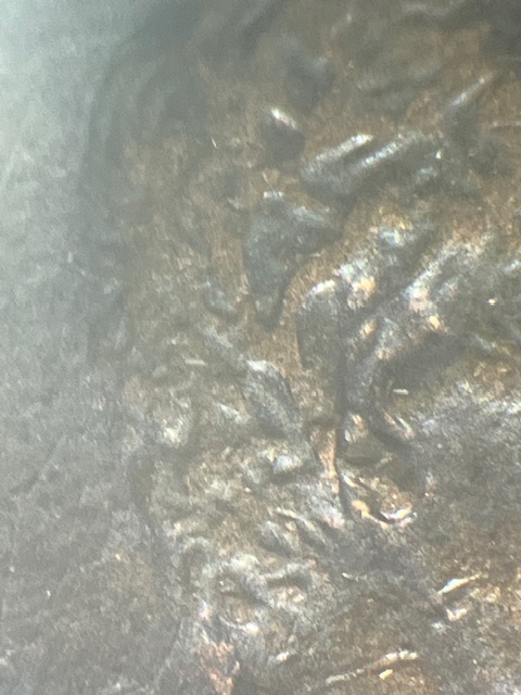 1984-Lincoln-Cents--Ear-Problem-?
